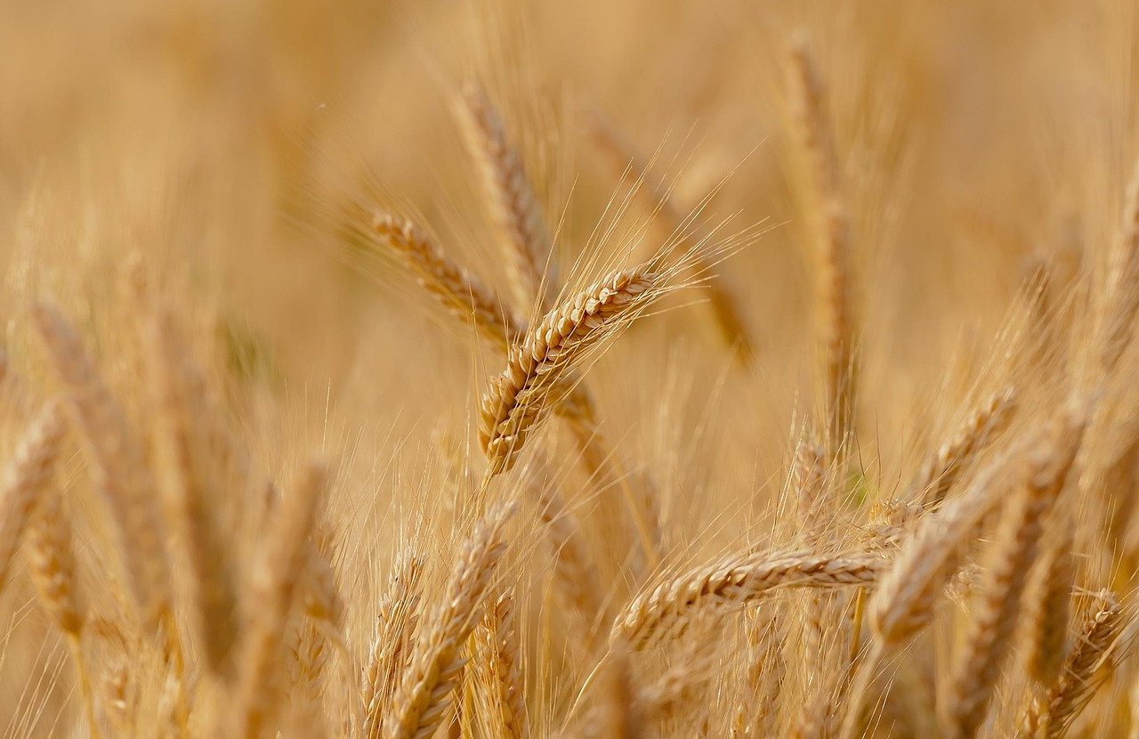Rural agribusiness and farming opportunities in Zimbabwe